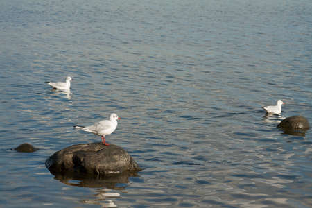 Thre gulls sitting on a stone in the waterの写真素材