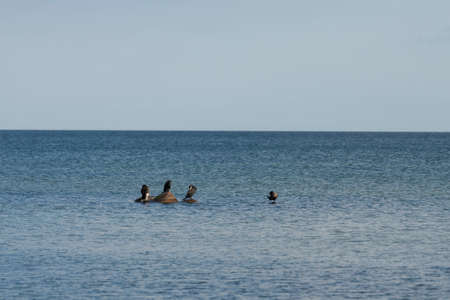 Three Cormorants sitting on a rock in the waterの写真素材