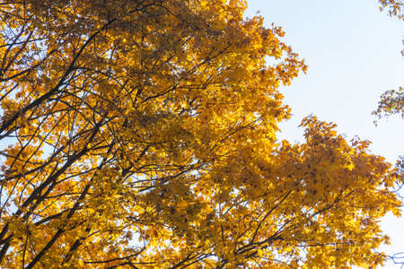Autumnal tree crown of a maple