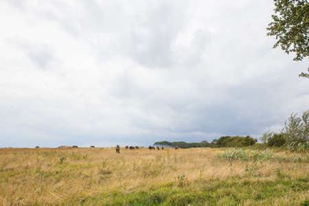 A group of wild horses on a pasture near Bagenkop, Langelandの写真素材