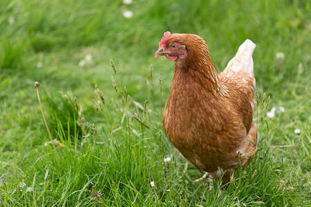 single chicken on a meadowの写真素材