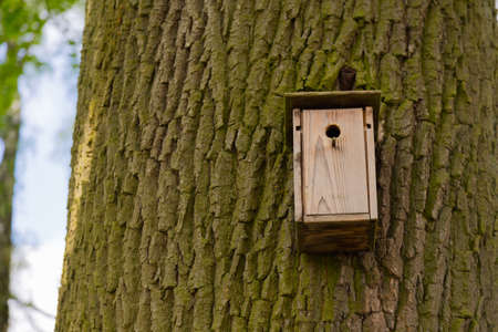 Wooden nest box on a major lime treeの写真素材