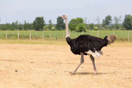 African Ostrich on a pasture in Brandenburgの写真素材