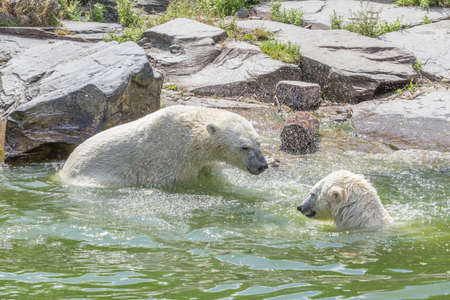 Two polar bears in the water. One shakes water from his furの写真素材