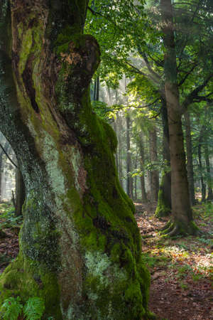 Old tree on the Rennsteig Thuringia