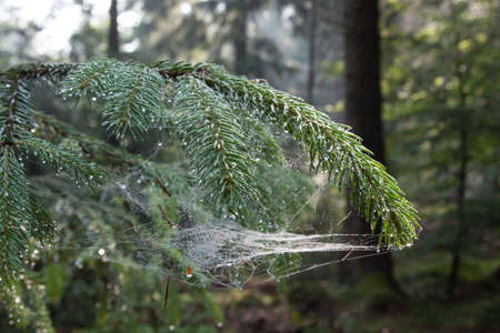 A fir tree branch with spider webs and dew dropsの写真素材
