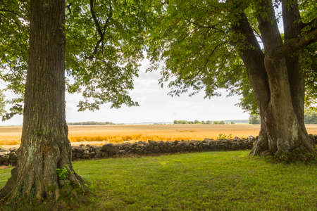 View between trees on a sunlit Grain field at Torebyの写真素材
