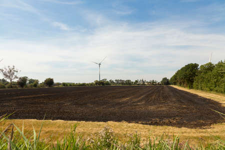 Blackened by fire cornfield after harvest