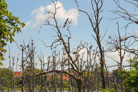 Bleak trees that serve as a basis for many cormorant nestsの写真素材