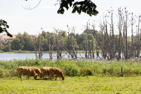 Bulls in a pasture and cormorants on the treeの写真素材