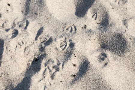 Various traces of seagulls on the beachの写真素材