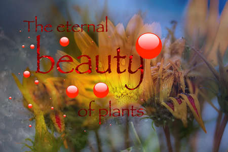 Close view of  blurred plants  with red bubbles in front.の写真素材