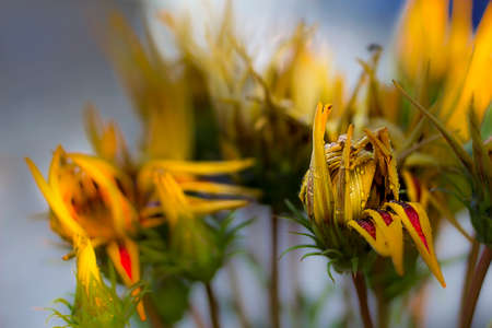 Yellow flowers flames. Close view of yellow flowers blossoms.の写真素材