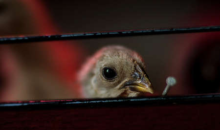 Young turkey head and nail.