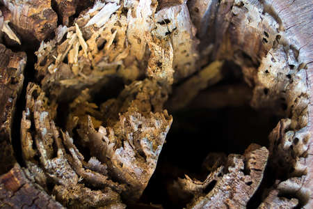 Tree stump with a holeの写真素材