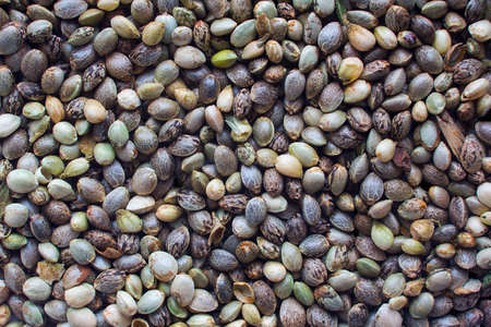 Close view of a hemp seeds backgroundの写真素材