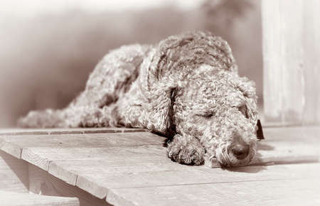 Sleeping dog in a black whiteの写真素材