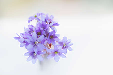 Violets blossoms in a white backgroundの写真素材