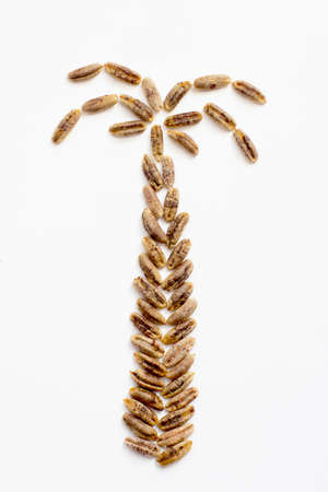 Date palm tree seeds in a white background
