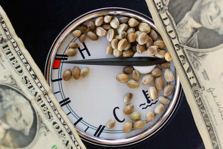 Close view of auto thermometer dollar banknotes and hemp seedsの写真素材