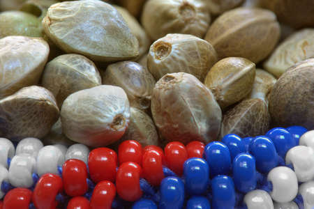 Close view of hemp seeds in  flag coloursの写真素材