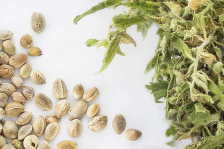 Close view of hemp seeds and dried cannabis twig in a white backgroundの写真素材
