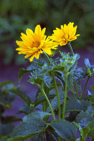 Close view of Arnica herb  blossoms .の写真素材