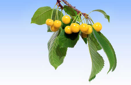 Close view of cherry twig with yellow cherries in  a white backgroundの写真素材