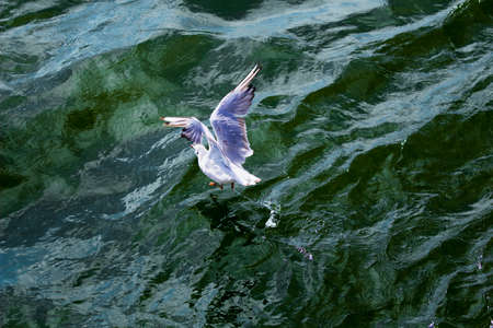 Seagull arises from ocean waves.Top view.の写真素材