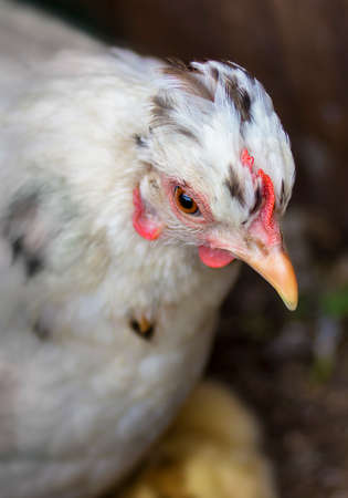 White hen's portrait in a brown backgroundの写真素材