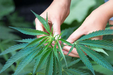 Woman's hands picking green hemp's topの写真素材