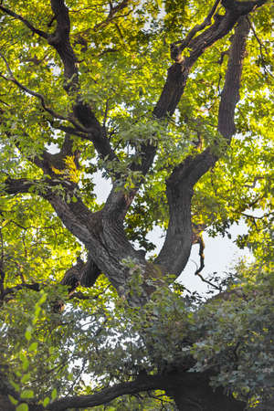 Old oak's branches with leaves in summer