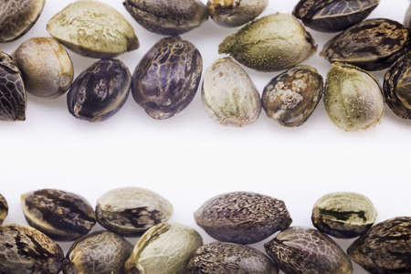 Close view of hemp seeds, macro photoの写真素材