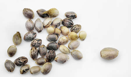 Close view of hemp seeds, macro photo