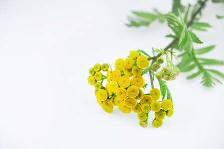 Tansy herb on a white backgroundの写真素材