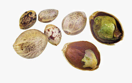 Hemp seeds isolated on a white background