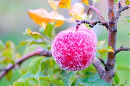 Close view of frost on an autumn appleの写真素材