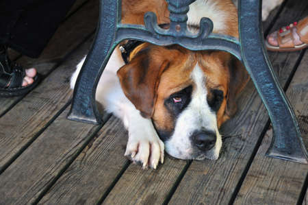 St. Bernard dog lying under the table