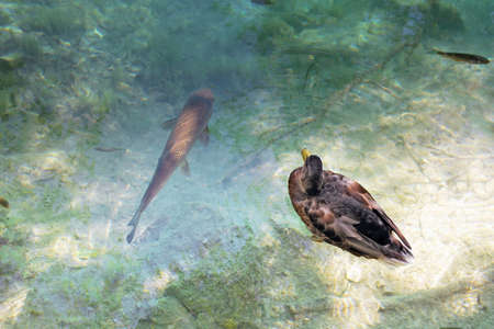 Close view of a  black duck and a big fish in a waterの写真素材