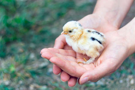 Close view of yellow chick in  girl's handsの写真素材