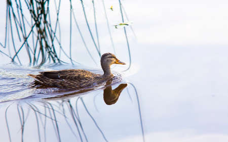 Wild duck swimming in a water with  reflectionsの写真素材