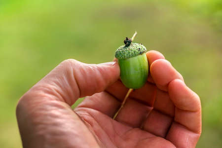 Man shows a green acorn in his hand in green backgroundの写真素材