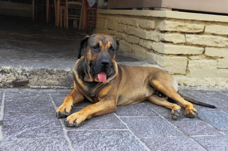 Big dog lying on a pavement and showing a tongue