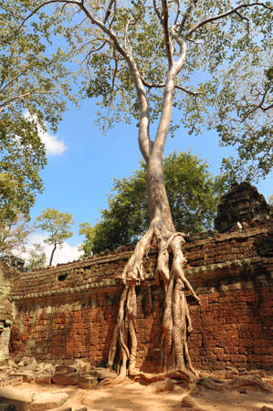Temple wall with a giant banyan tree in Cambodiaの写真素材