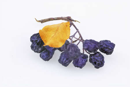 Branch of dried chokeberry berries and yellow leaf in a white backgroundの写真素材