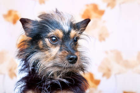 Little dog portrait  in a bright backgroundの写真素材
