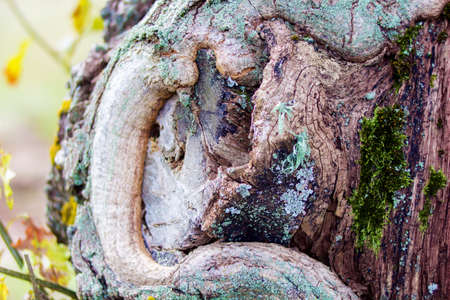 Close view of a fragment of an old oakの写真素材