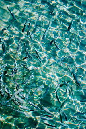 Beautiful clear  water  reflecting in the sun and  many fishes