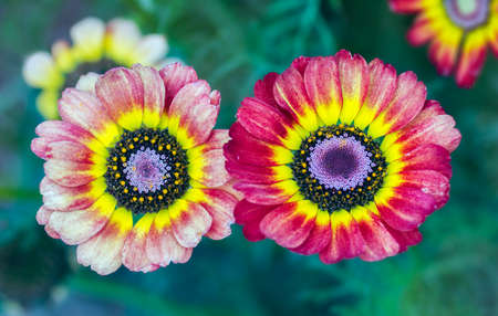 Two colorful blossoms of summer zinnias flowers