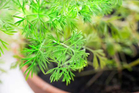 Anethum Graveolens, young Dill sprouts in a potの写真素材
